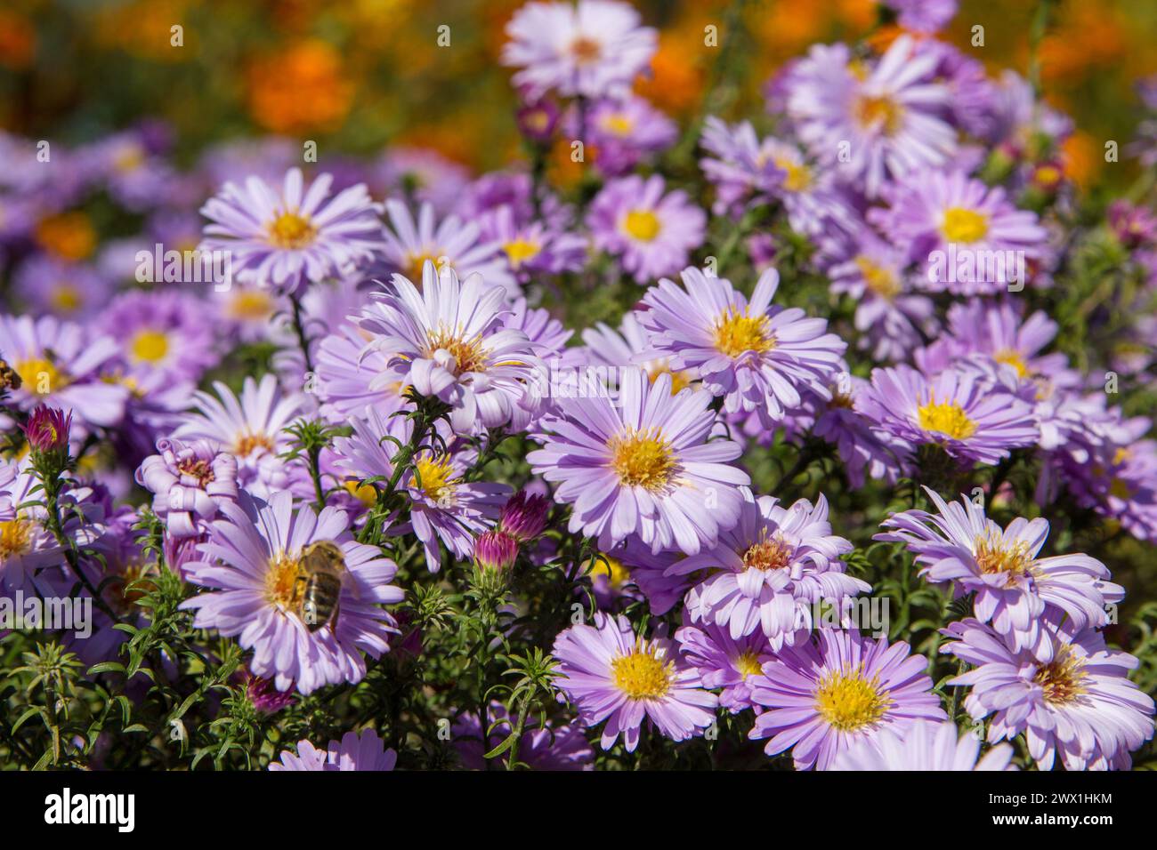 autumn flowers in the garden purple flowers, beautiful flower background of aster Stock Photo