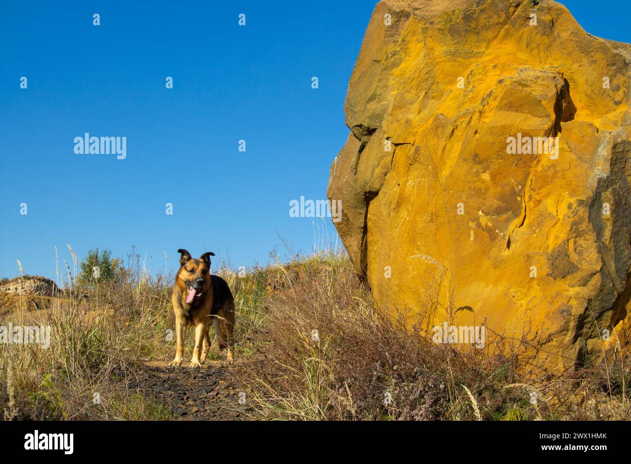 funny dog shows tongue and stands near big rock in autumn, dog west near rock made of sand Stock Photo