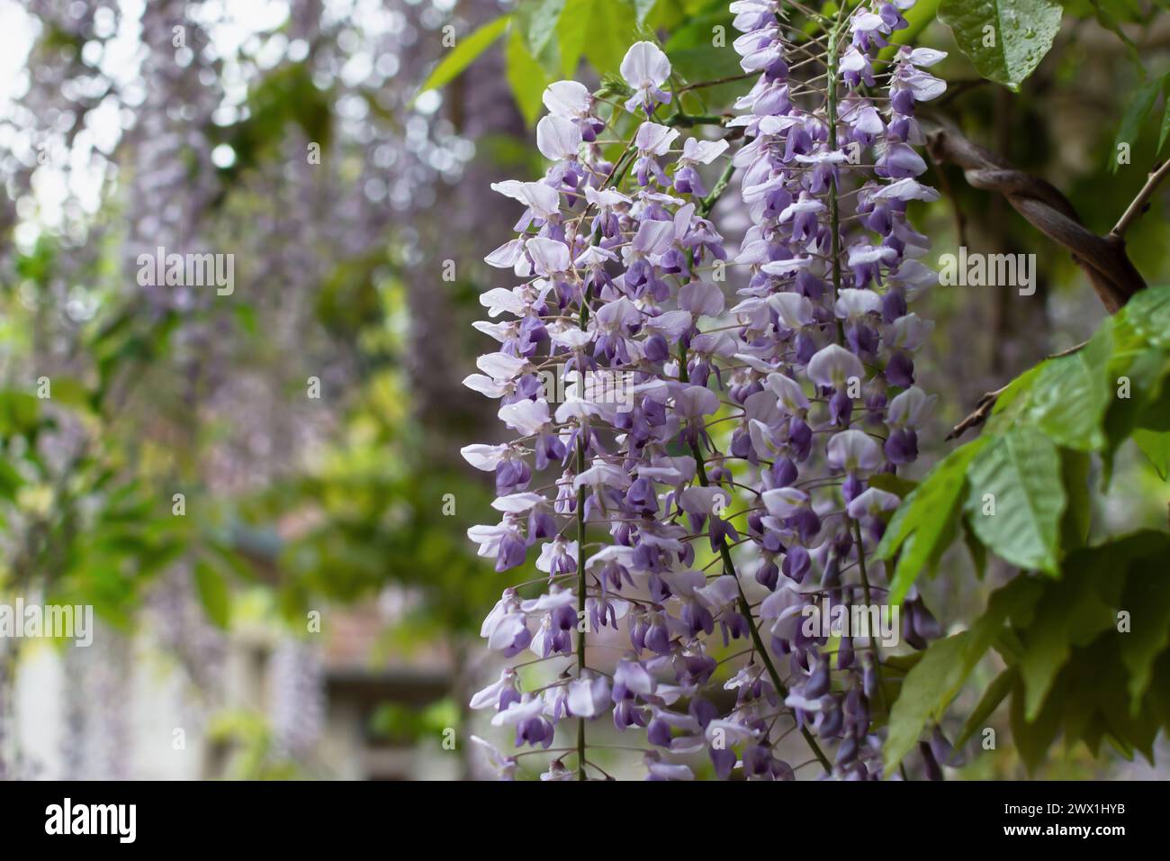 Purple wisteria blooms in the spring garden in close-up. Delicate purple flowers in raindrops. Beautiful atmospheric spring background. Blurred moveme Stock Photo