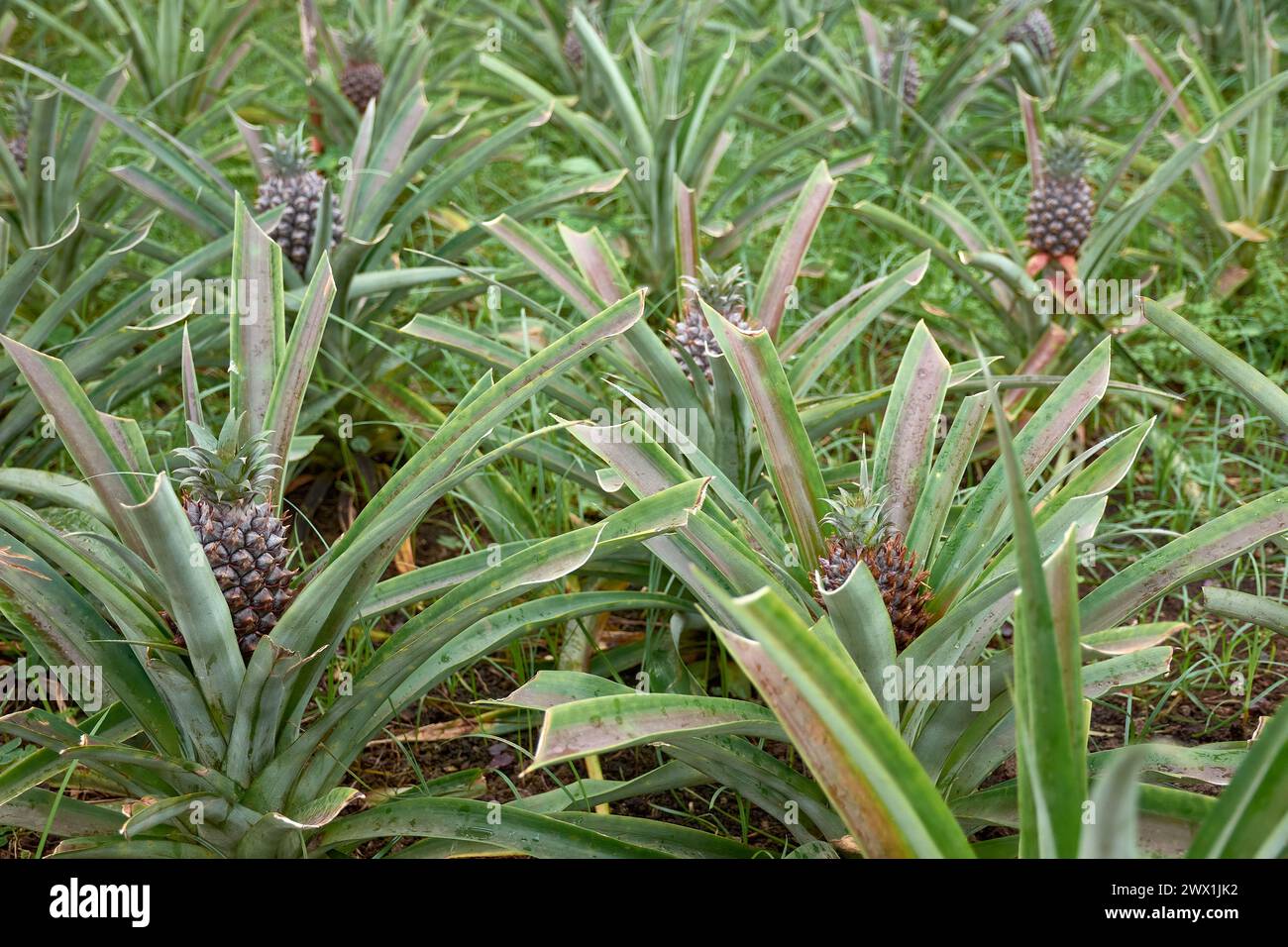 'Ananas' plantation in Azores, tropical pineapples typical of the Azores Islands with a much sweeter flavor Stock Photo