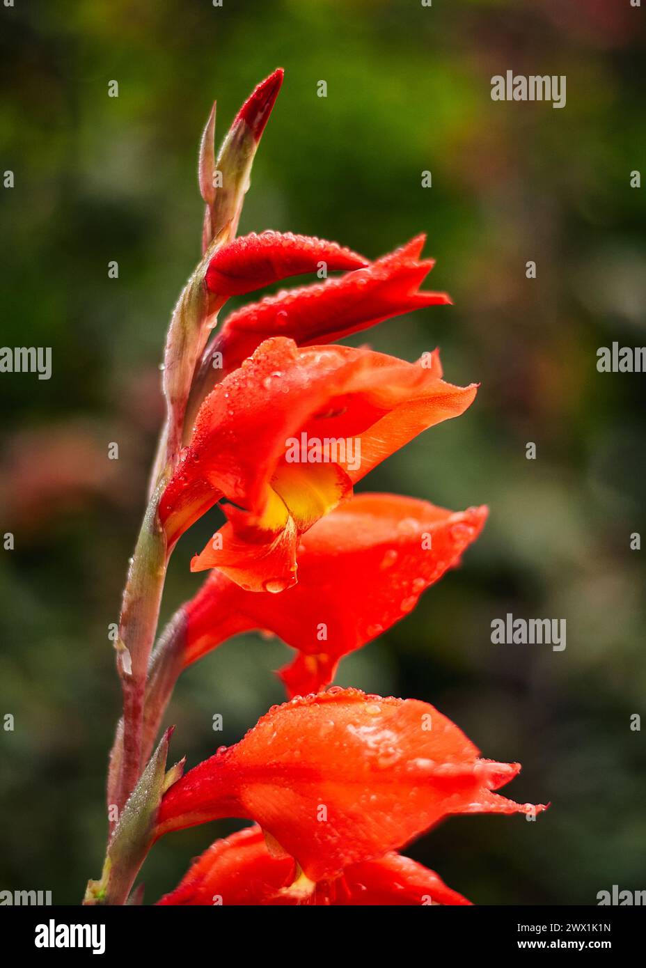 Colorfulnature hi-res stock photography and images - Alamy