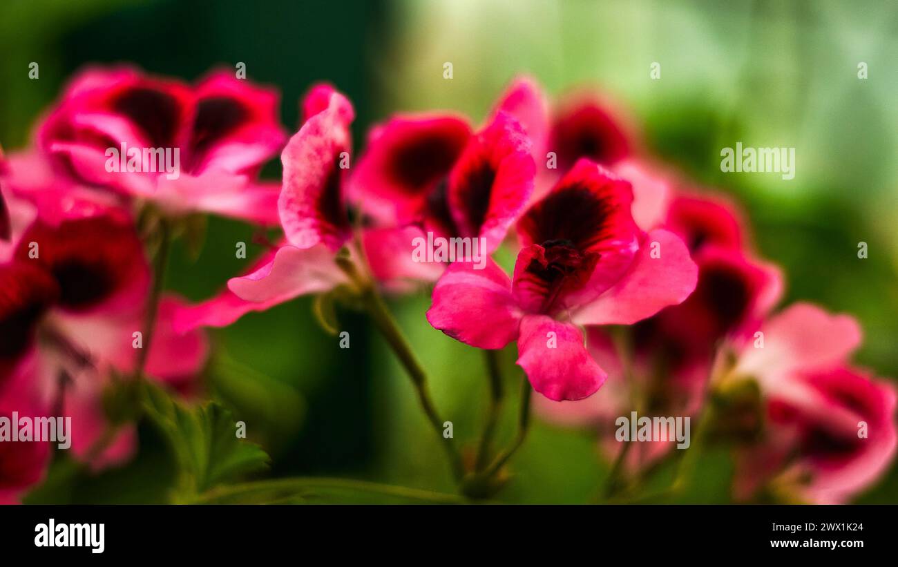 Colorfulnature hi-res stock photography and images - Alamy