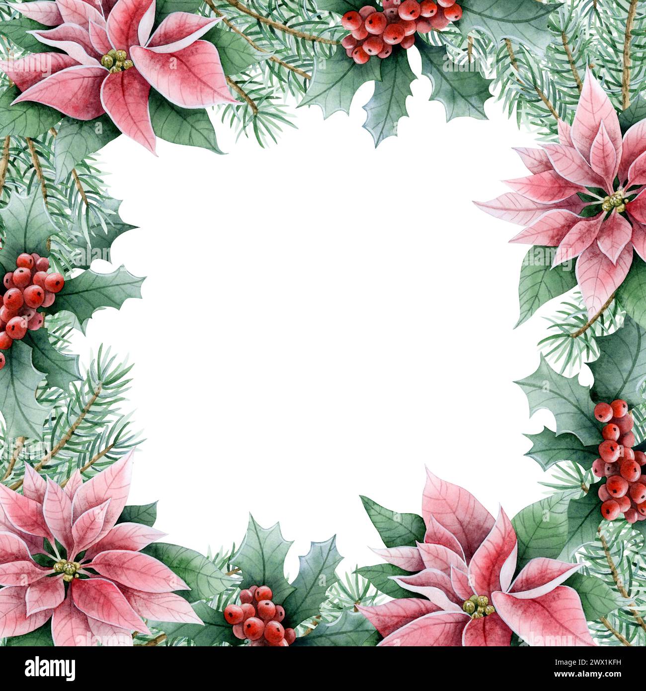 Pink poinsettia flowers, Christmas tree branches and red holly berries square frame watercolor illustration template Stock Photo