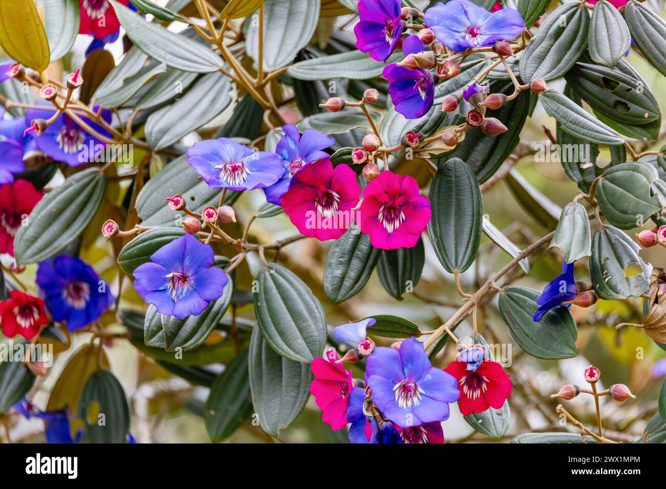 Andesanthus lepidotus, Tibouchina lepidota, known as alstonville, Andean princess flower, lasiandra, or glory bush. Guasca, Cundinamarca Department, C Stock Photo