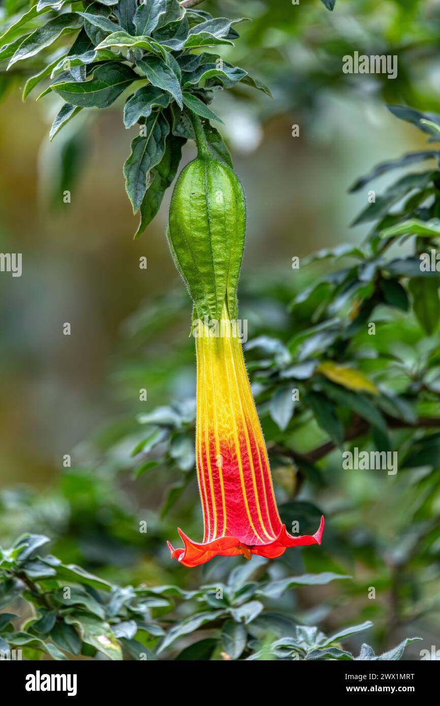 Brugmansia sanguinea, the red angels trumpe flowert, species of South American flowering shrub or small tree. Stock Photo