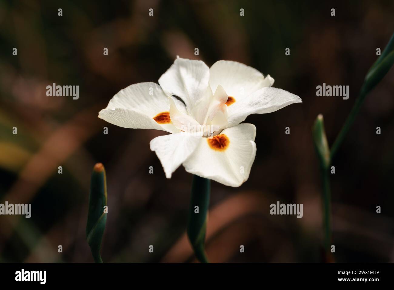 Dietes bicolor, the African iris, fortnight lily or yellow wild iris flower. Clump-forming rhizomatous perennial plant. Guasca, Cundinamarca Departmen Stock Photo