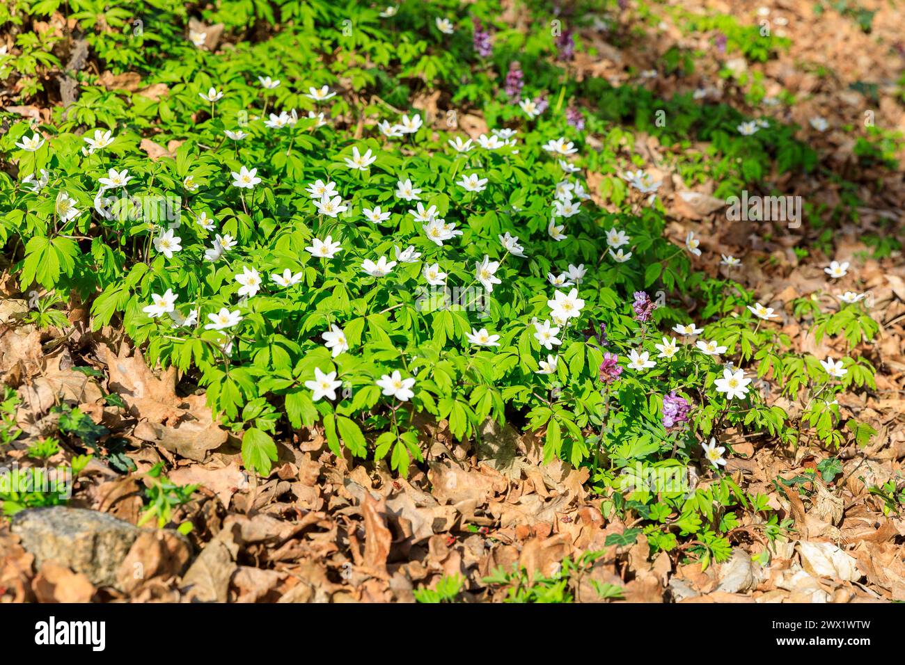Buschwindröschen Anemonoides nemorosa in Blüte, Frühling in den ...