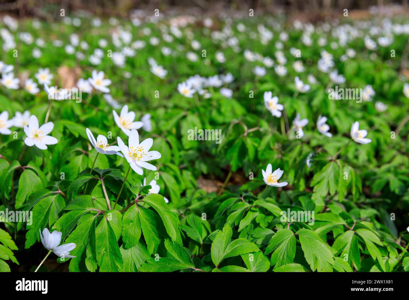 Buschwindröschen Anemonoides nemorosa in Blüte, Frühling in den ...