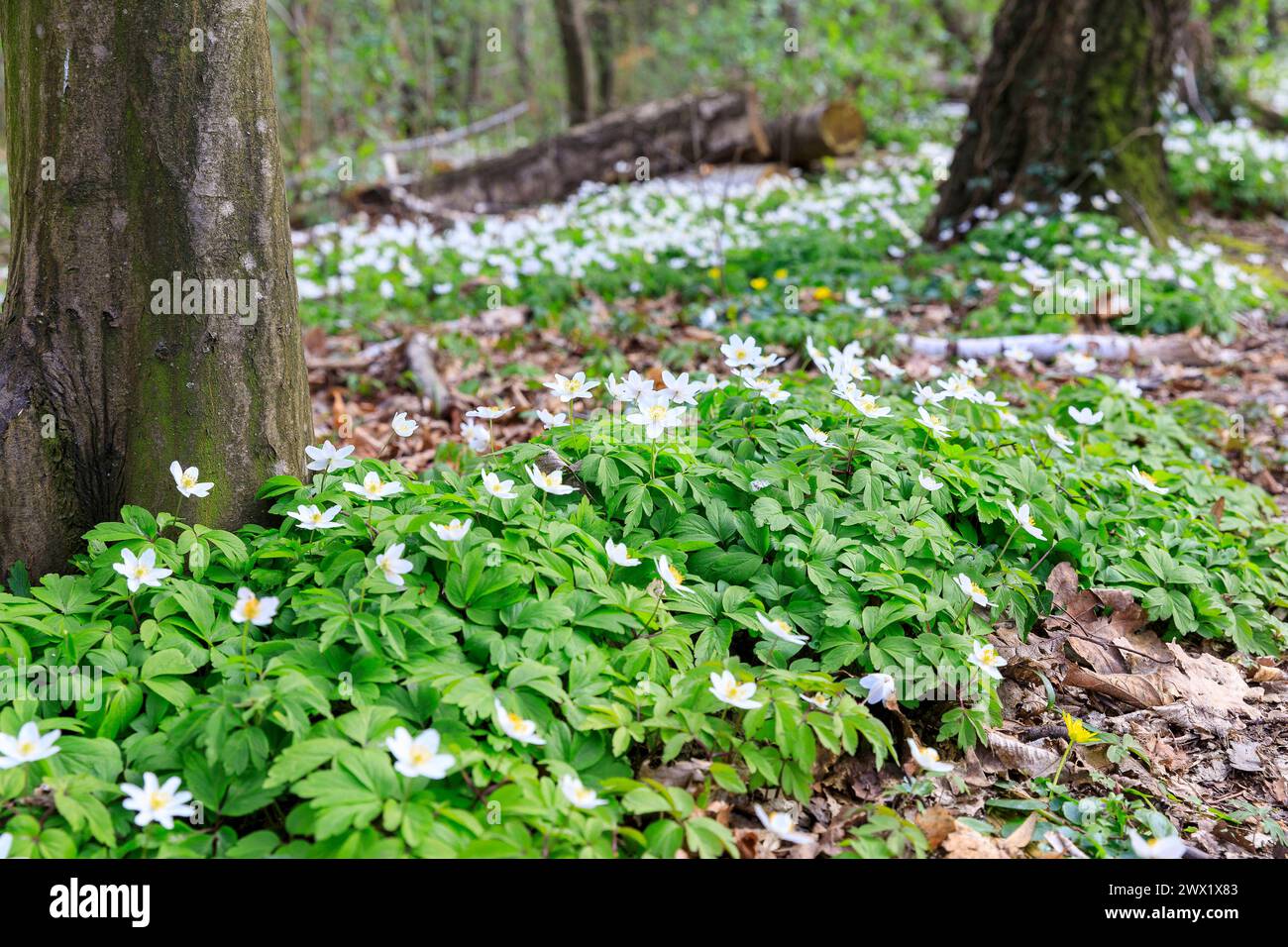 Buschwindröschen Anemonoides nemorosa in Blüte, Frühling in den ...