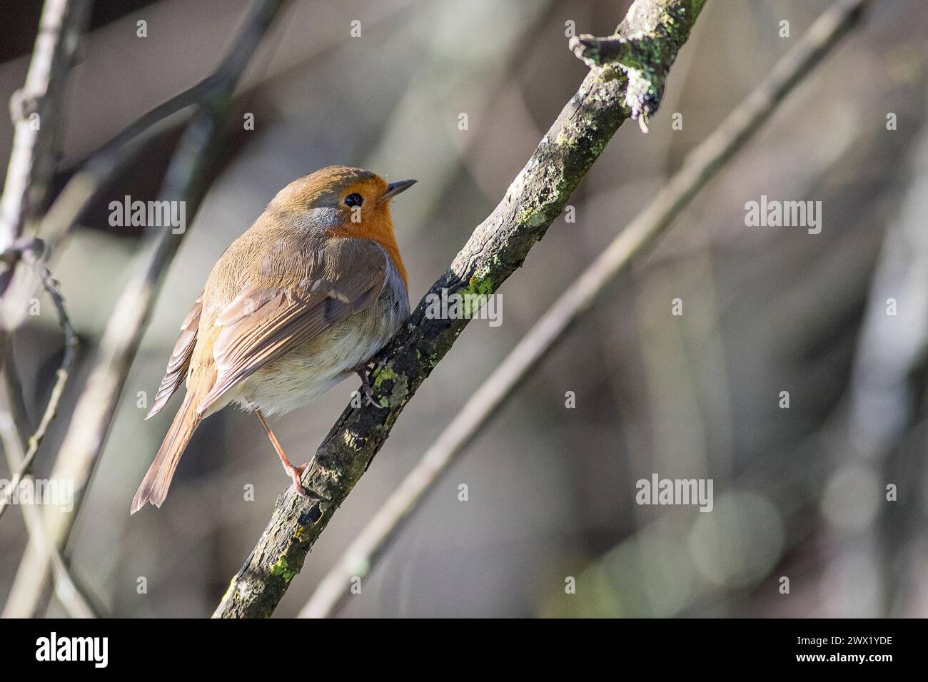 Guildford, UK. 27th Mar, 2024. Brittens Pond, Worplesdon. 26th March 2024. Sunny intervals across the Home Counties this morning. A garden robin (erithacus rubecula) perched by Brittens Pond in Worpleson, near Guildford, in Surrey. Credit: james jagger/Alamy Live News Stock Photo
