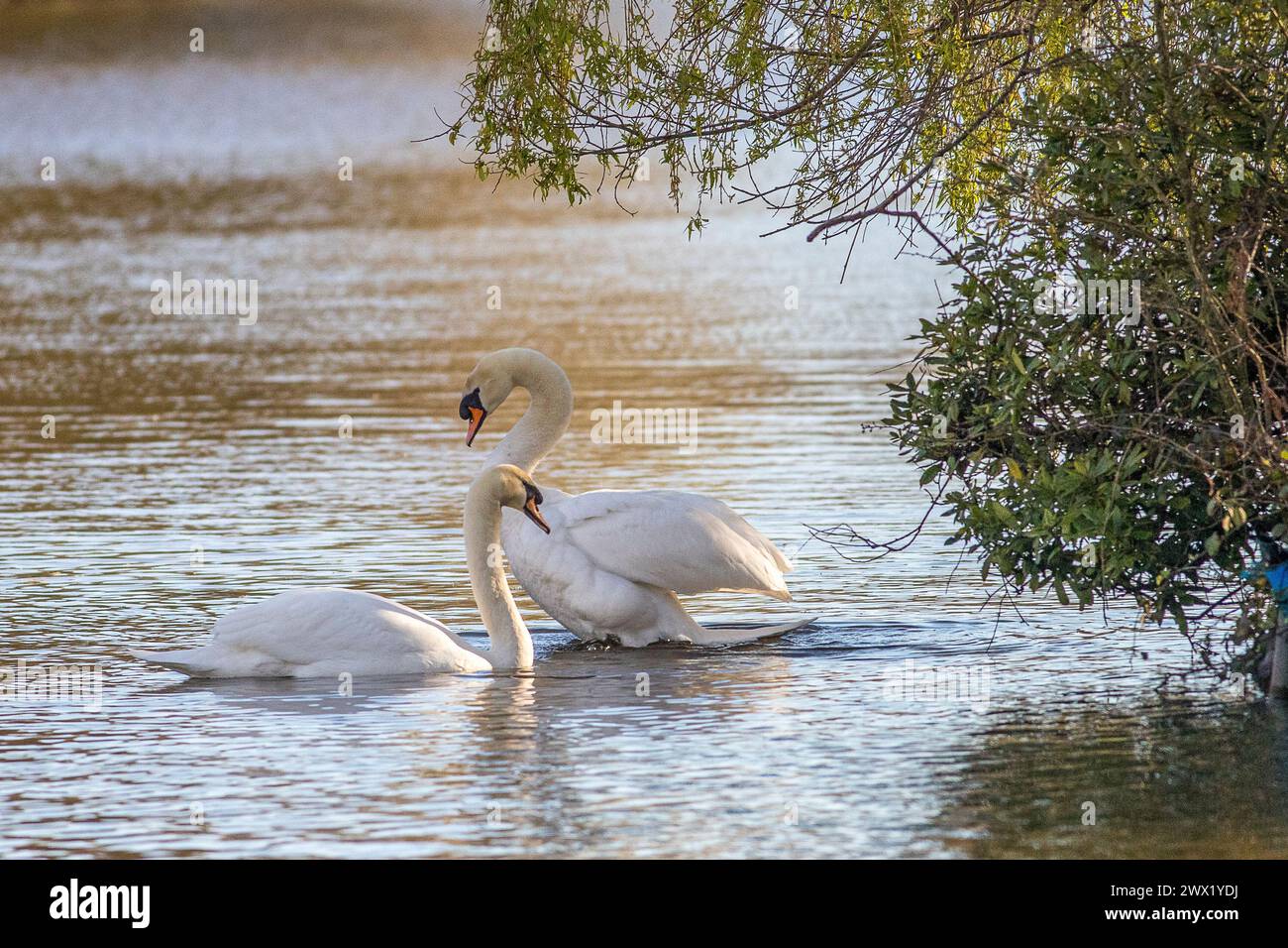 Guildford, UK. 27th Mar, 2024. Brittens Pond, Worplesdon. 26th March 2024. Sunny intervals across the Home Counties this morning. A pair of mute swans (cygnus olor) at Brittens Pond in Worpleson, near Guildford, in Surrey. Credit: james jagger/Alamy Live News Stock Photo