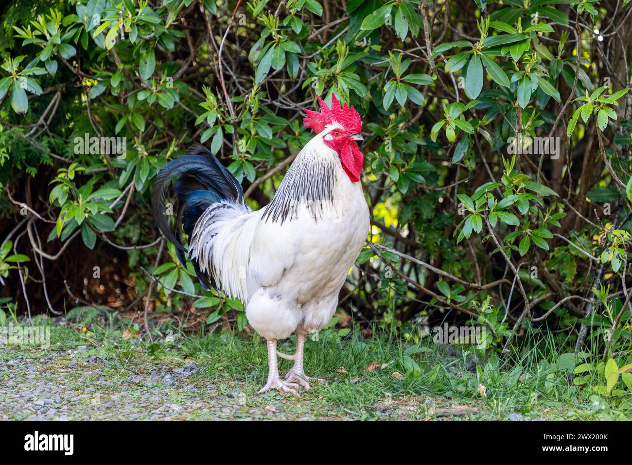 Solitary rooster boasting a vivid red crest and contrasting white and black plumage, set against a lush background of dense greenery Stock Photo