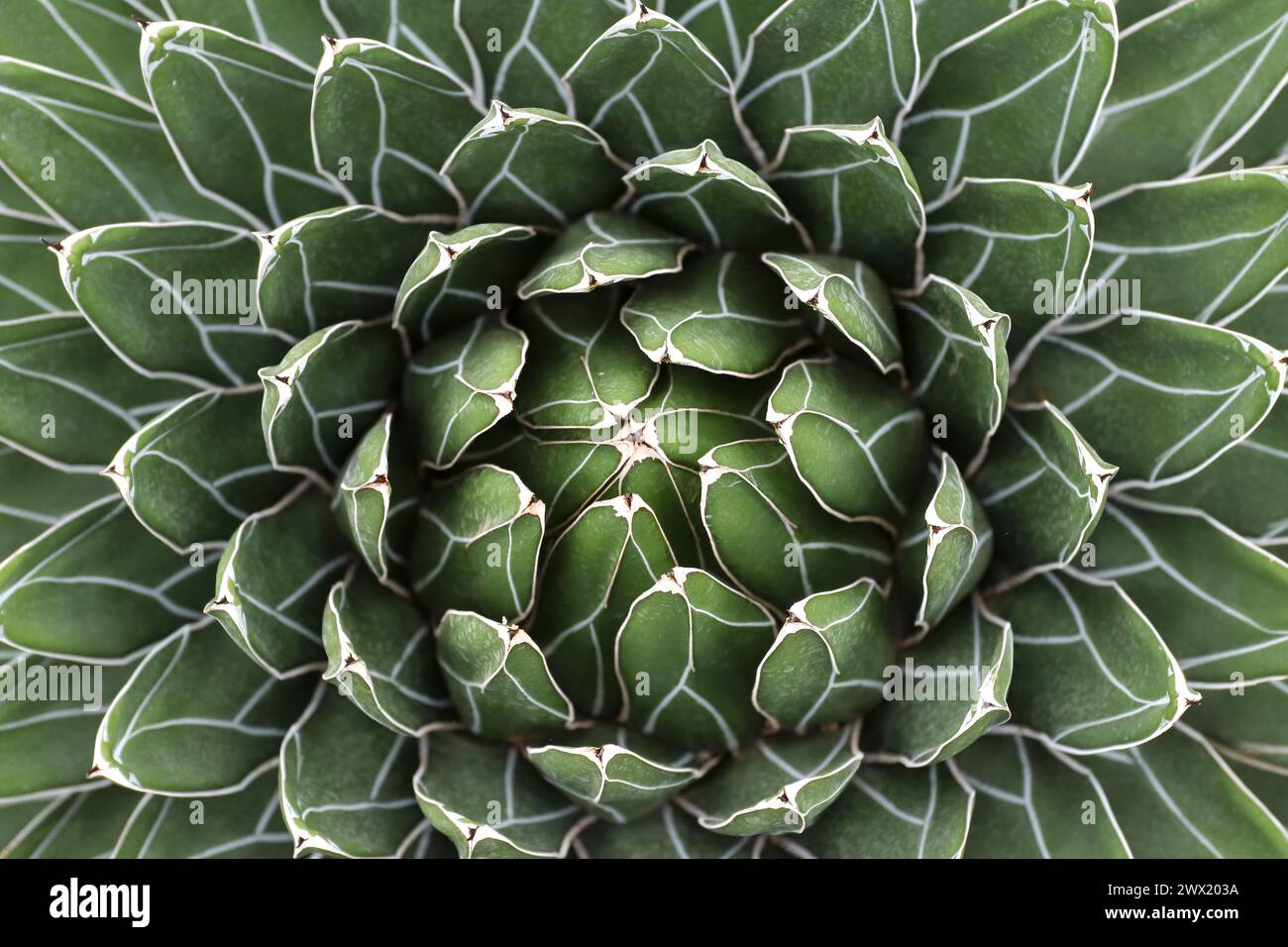 Agave victoriae-reginae - abstract detail of leaves Stock Photo