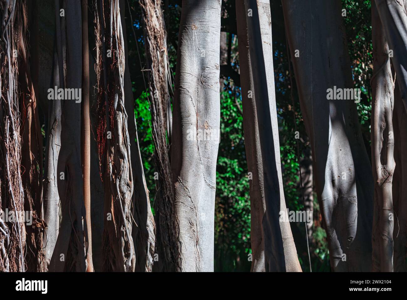 Lush rainforest with massive Banyan tree trunks and sprawling branches ...