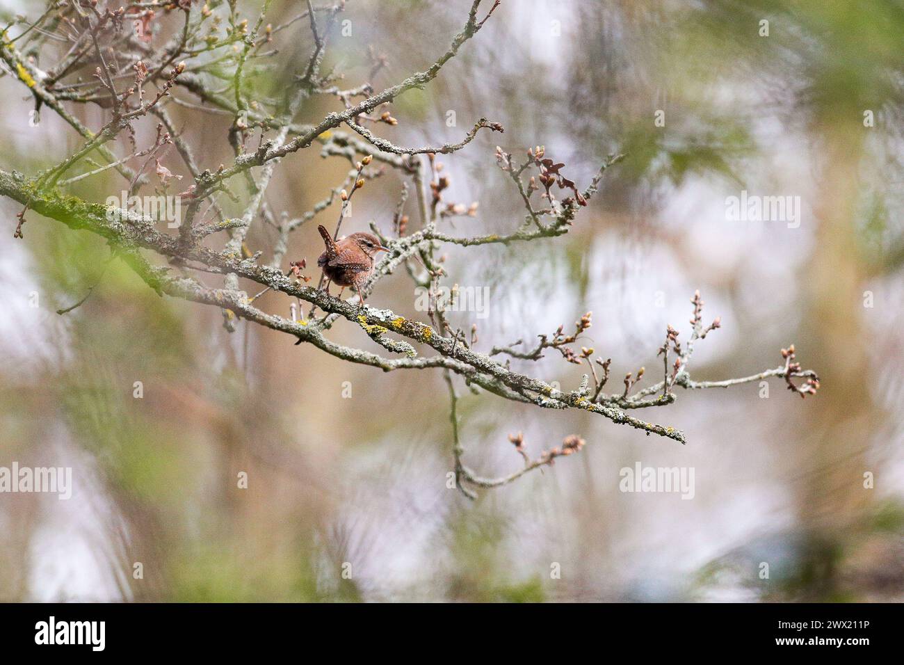 Guildford, UK. 26th Mar, 2024. Brittens Pond, Worplesdon. 26th March 2024. Sunny intervals across the Home Counties this morning. A wren (troglodytes troglodytes) perched at Brittens Pond in Worpleson, near Guildford, in Surrey. Credit: james jagger/Alamy Live News Stock Photo
