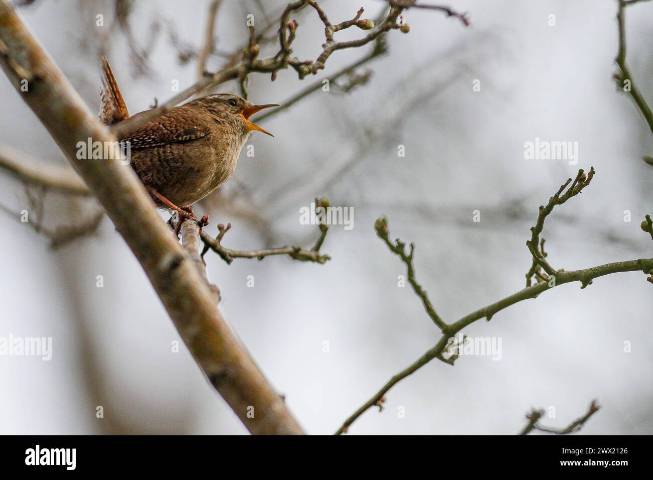 Guildford, UK. 26th Mar, 2024. Brittens Pond, Worplesdon. 26th March 2024. Sunny intervals across the Home Counties this morning. A wren (troglodytes troglodytes) perched at Brittens Pond in Worpleson, near Guildford, in Surrey. Credit: james jagger/Alamy Live News Stock Photo