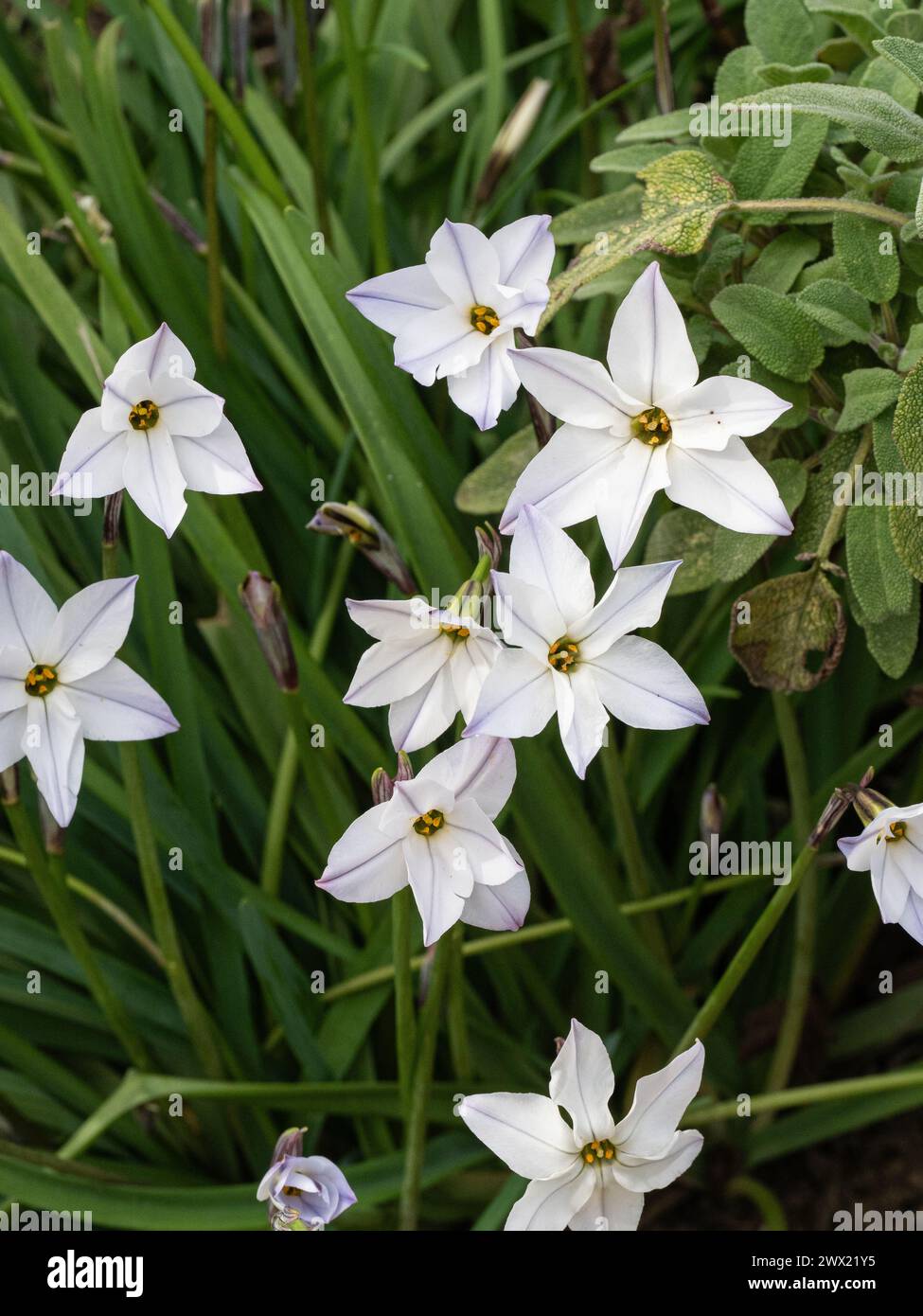 A group of flowers of the spring flowering Ipheion uniflorum subsp. tandiliense showing the blue marking on the near white flowers Stock Photo
