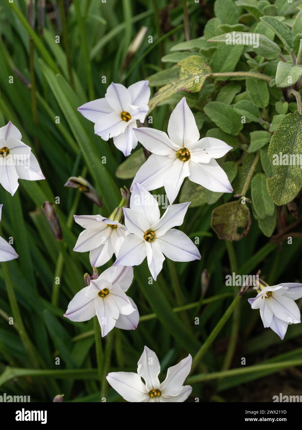 A group of flowers of the spring flowering Ipheion uniflorum subsp. tandiliense showing the blue marking on the near white flowers Stock Photo