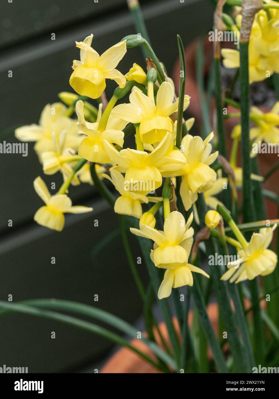 A close up of the delicate pale yellow flowers of the miniature daffodil Narcissus 'Angels Wings' Stock Photo