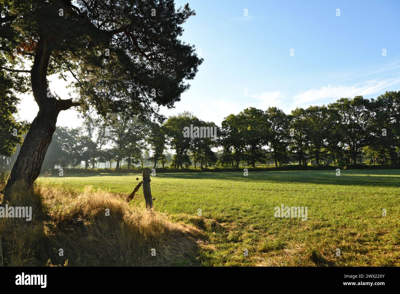 Morgenlicht in der friesischen Wallheckenlandschaft Stock Photo