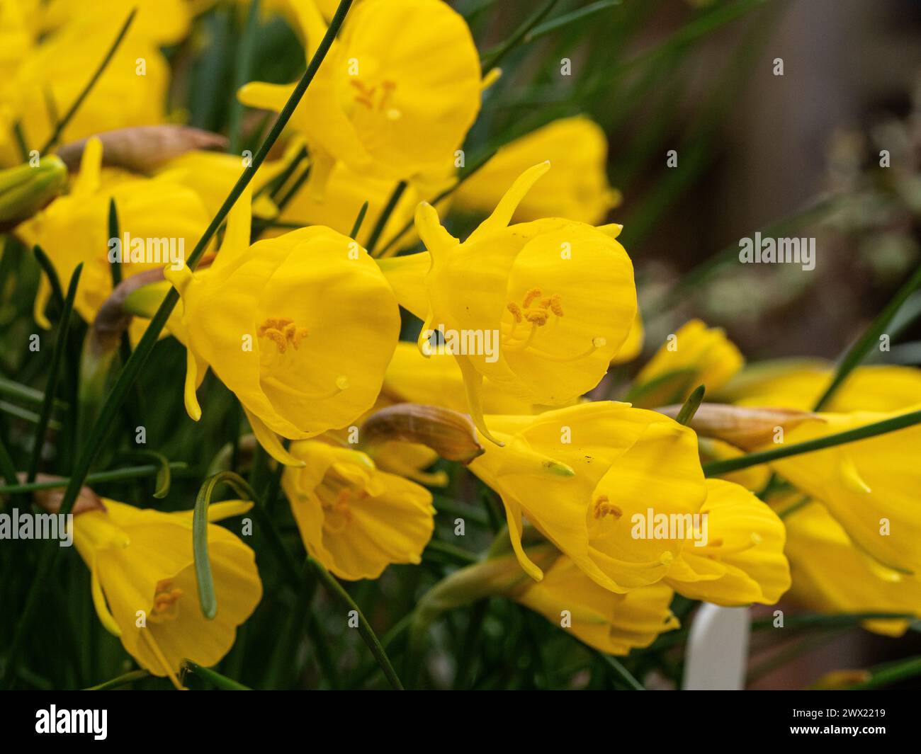 A group of the small delicate flowers of the miniature daffodil, Narcissus obesus Stock Photo