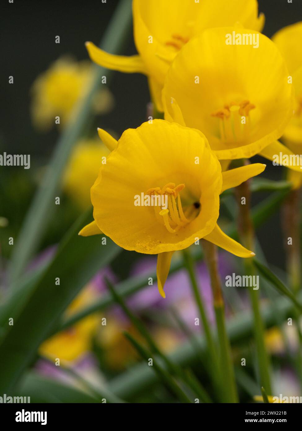A group of the small delicate flowers of the miniature daffodil, Narcissus obesus Stock Photo