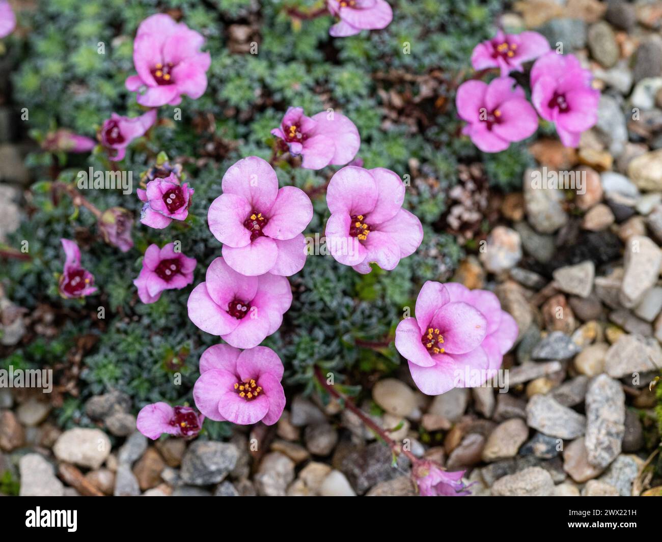 The delicate deep pink/purple flowers of the kabschia Saxifrage, Saxifraga 'Nancy Eye' Stock Photo