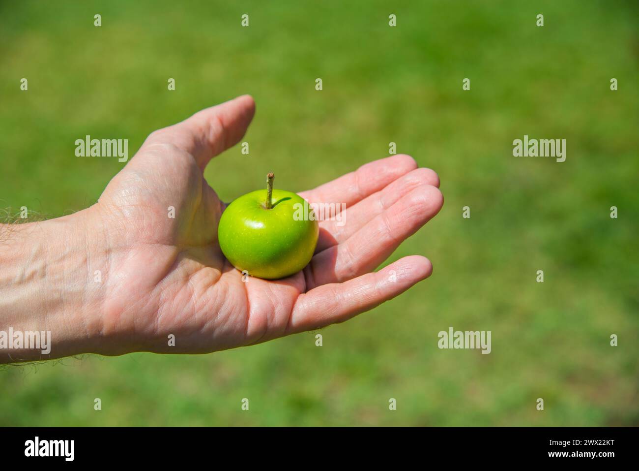 Man’s hand holding a little green apple. Stock Photo