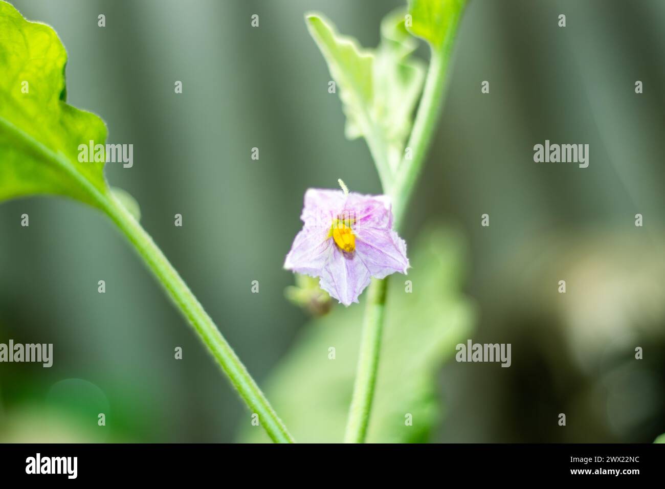 Potato flowers are small and similar to daffodils, they are easy to differentiate from daffodils. Potato plants produce flowers at the end of their gr Stock Photo