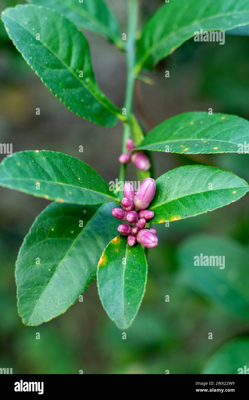 creatine for plants Creatine Powder main image 0