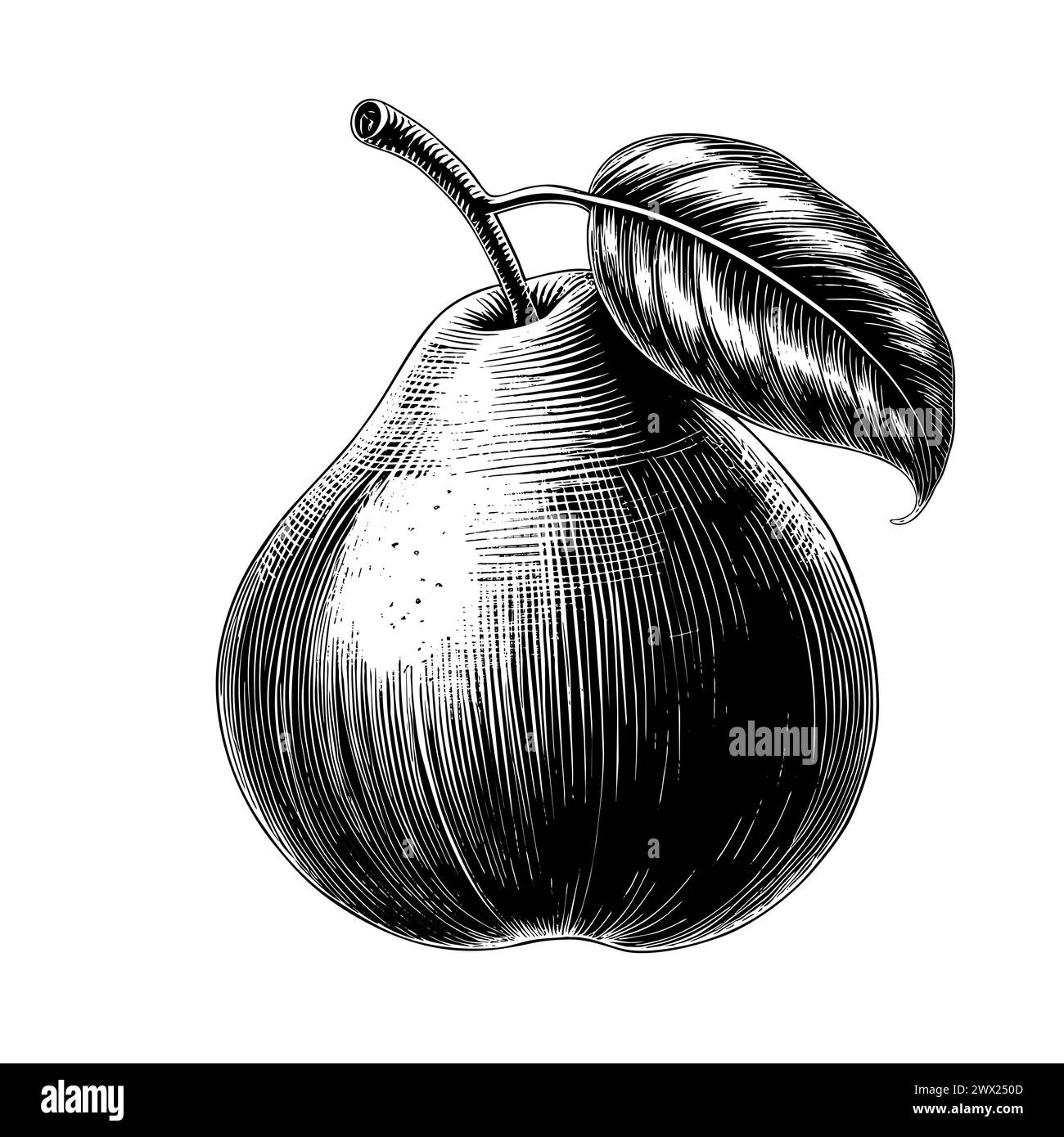 Pear engraving hand drawn isolated fruit Stock Vector