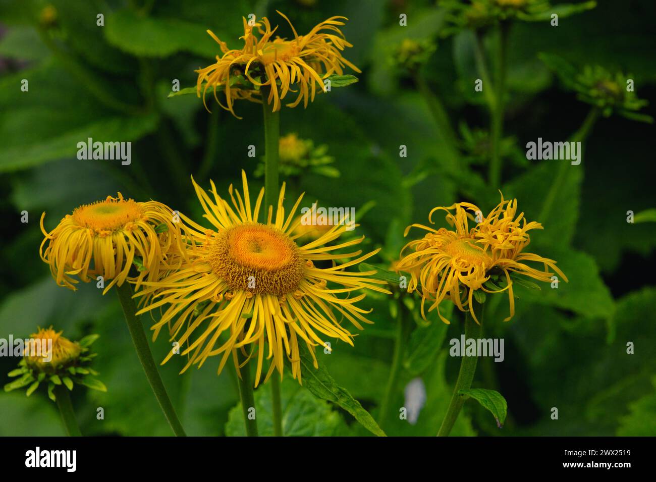Close up of elecampane flower with green leaves in background Stock Photo