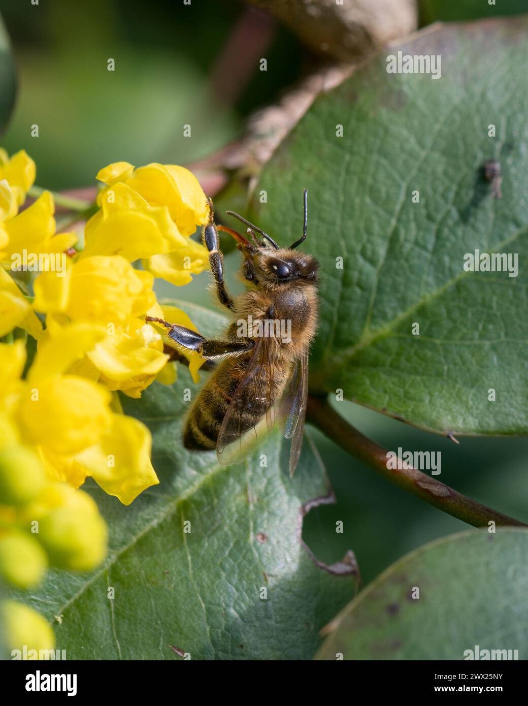 Wild bee on a mahonia aquifolium yellow flower Stock Photo
