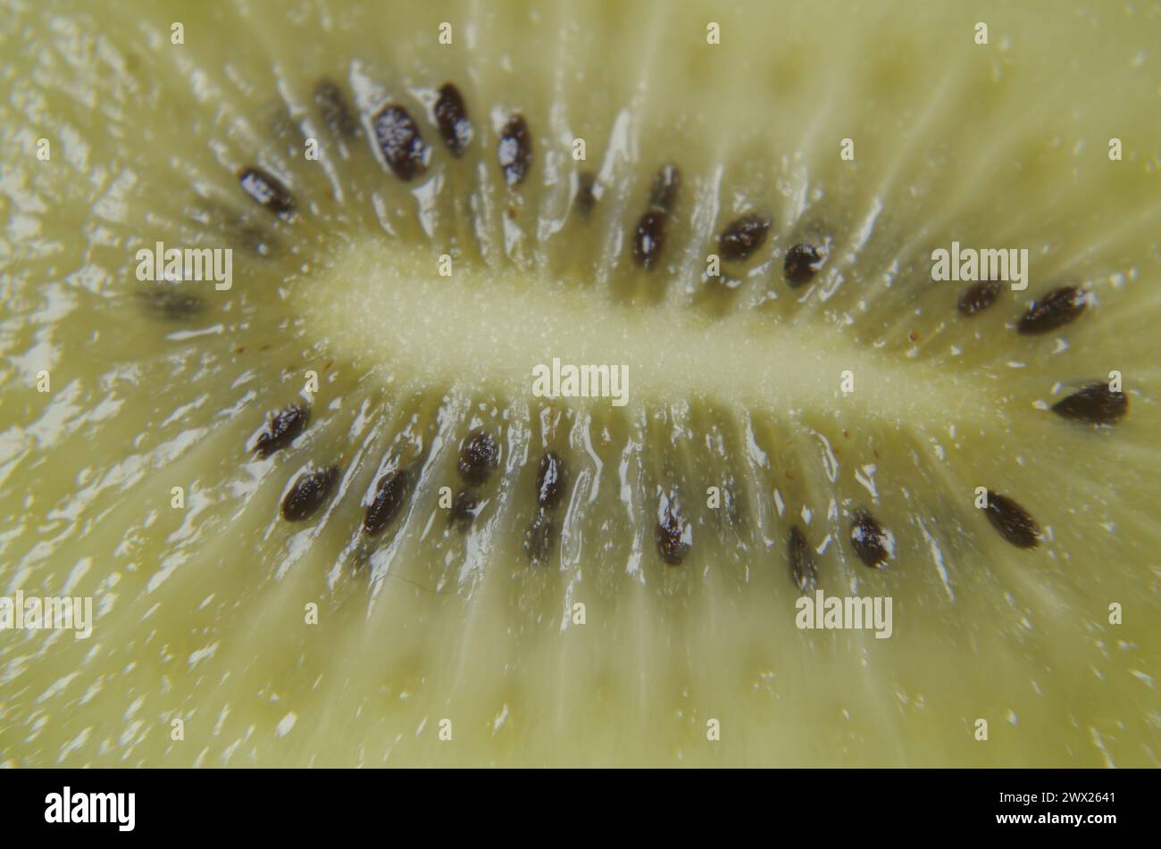 A slice of a kiwi fruit in macro shot. Stock Photo