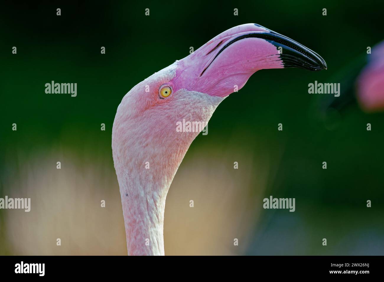 A closeup of a pink bird in sunlight Stock Photo