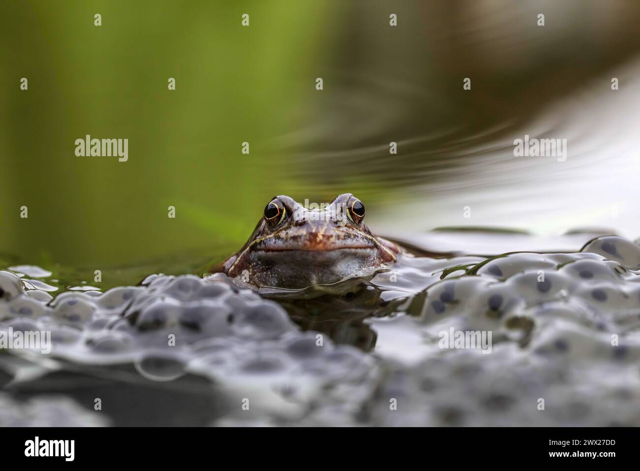 A Common Frog - Rana temporaria in a garden pond with frogspaen Stock Photo