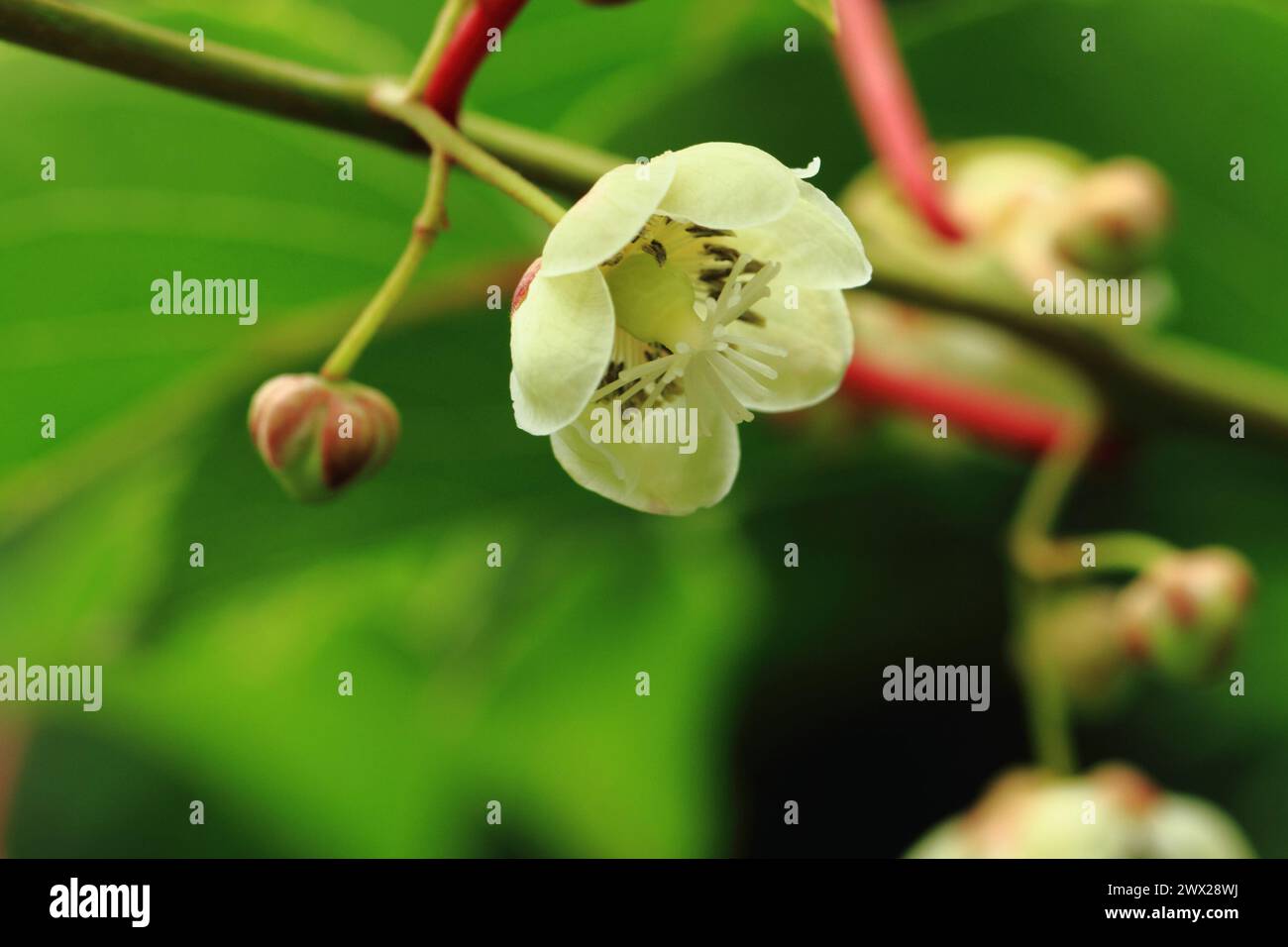 flowers on the actinida plant (kiwi fruits) Stock Photo
