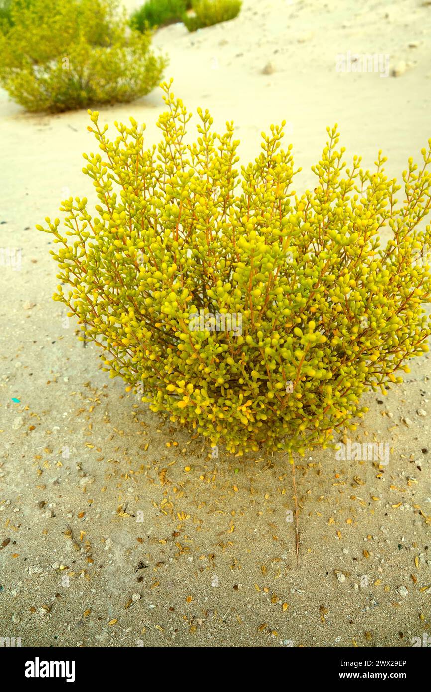Qatar bean caper (Tetraena qatarensis) salt tolerant dwarf shrub, succulent plant, halophylic vegetation in the hot desert of the Arabian Peninsula. A Stock Photo