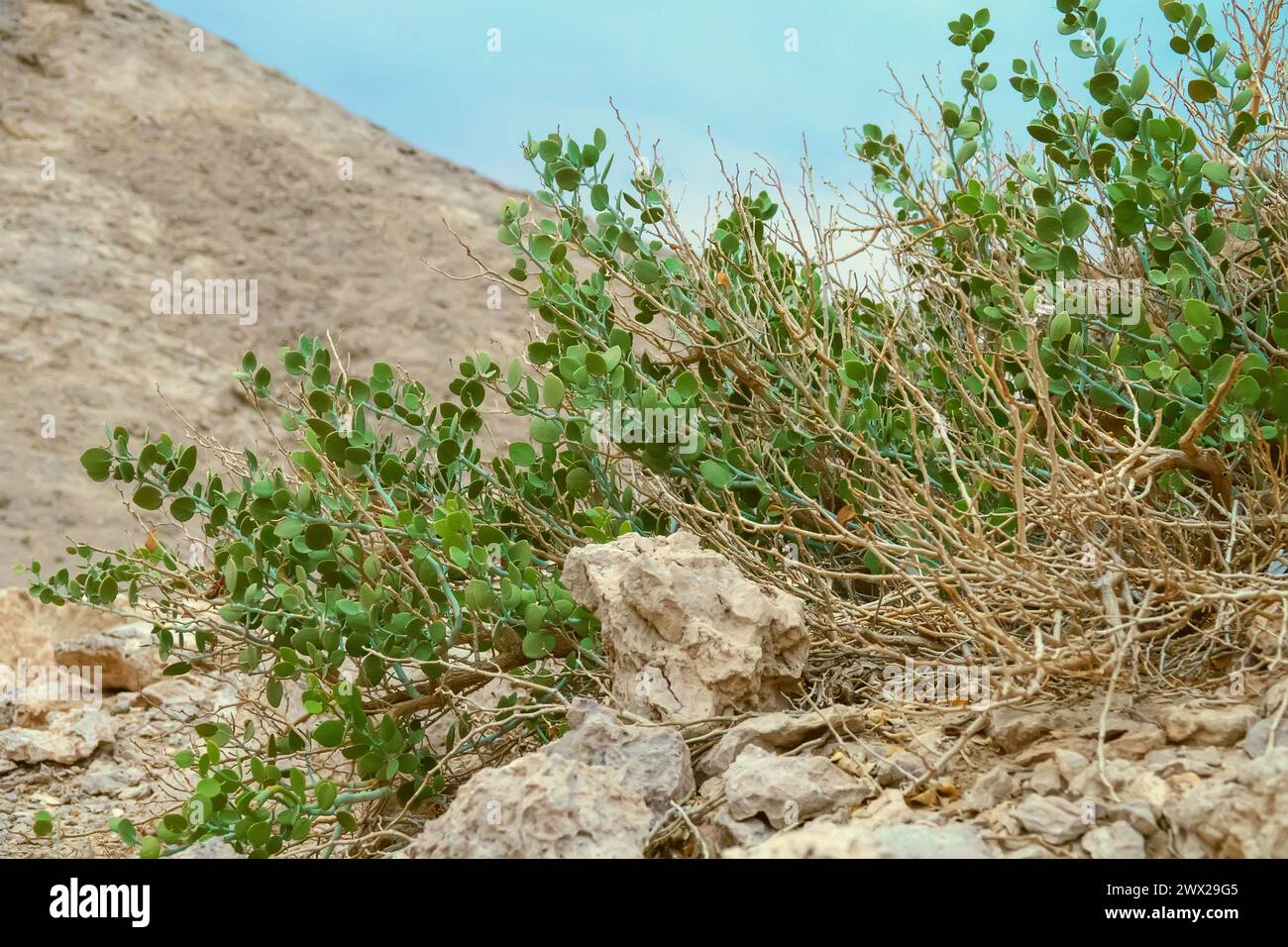 Sinaic Caper (Capparis cartilaginea ) scrambling shrub in the dry gravel-argillaceous red desert, hamada. Emirate of Abu Dhabi. Edible plant, vegetabl Stock Photo