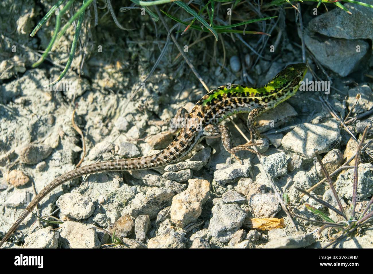 Crimean lizard (Podarcis tauricus tauricus, male). Feodosiya low-mountain phrygana shrub-steppe landscape. Crimean Mountains Stock Photo