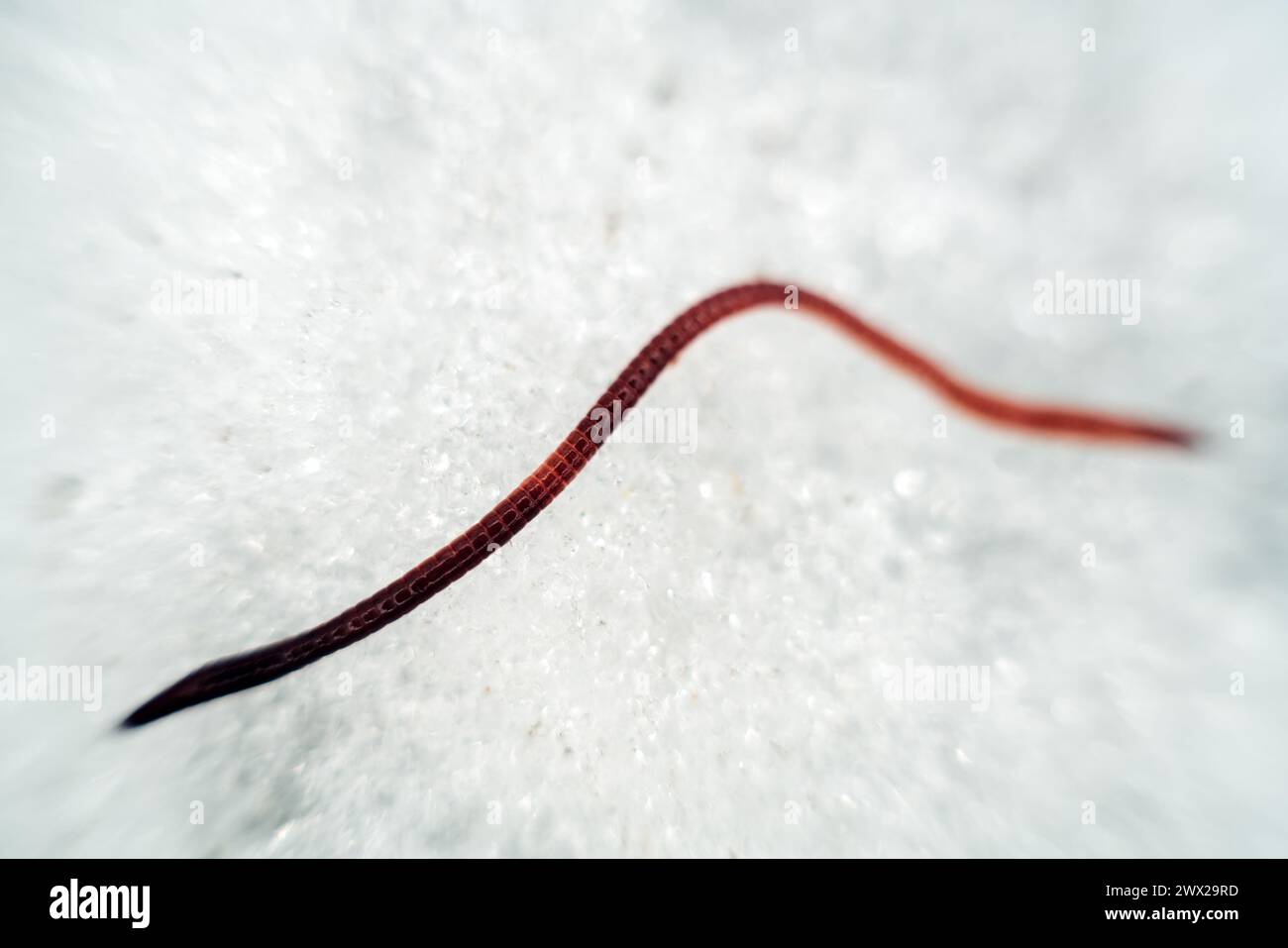 A dung worm Eisenia crawls through the snow. These worms are very tenacious and wake up early in the spring. Macro Stock Photo
