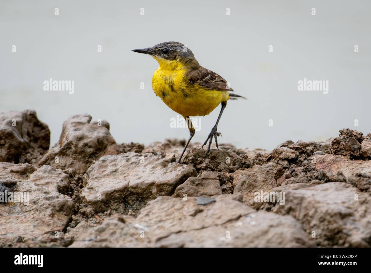 Western yellow wagtail on a rock near the water Stock Photo