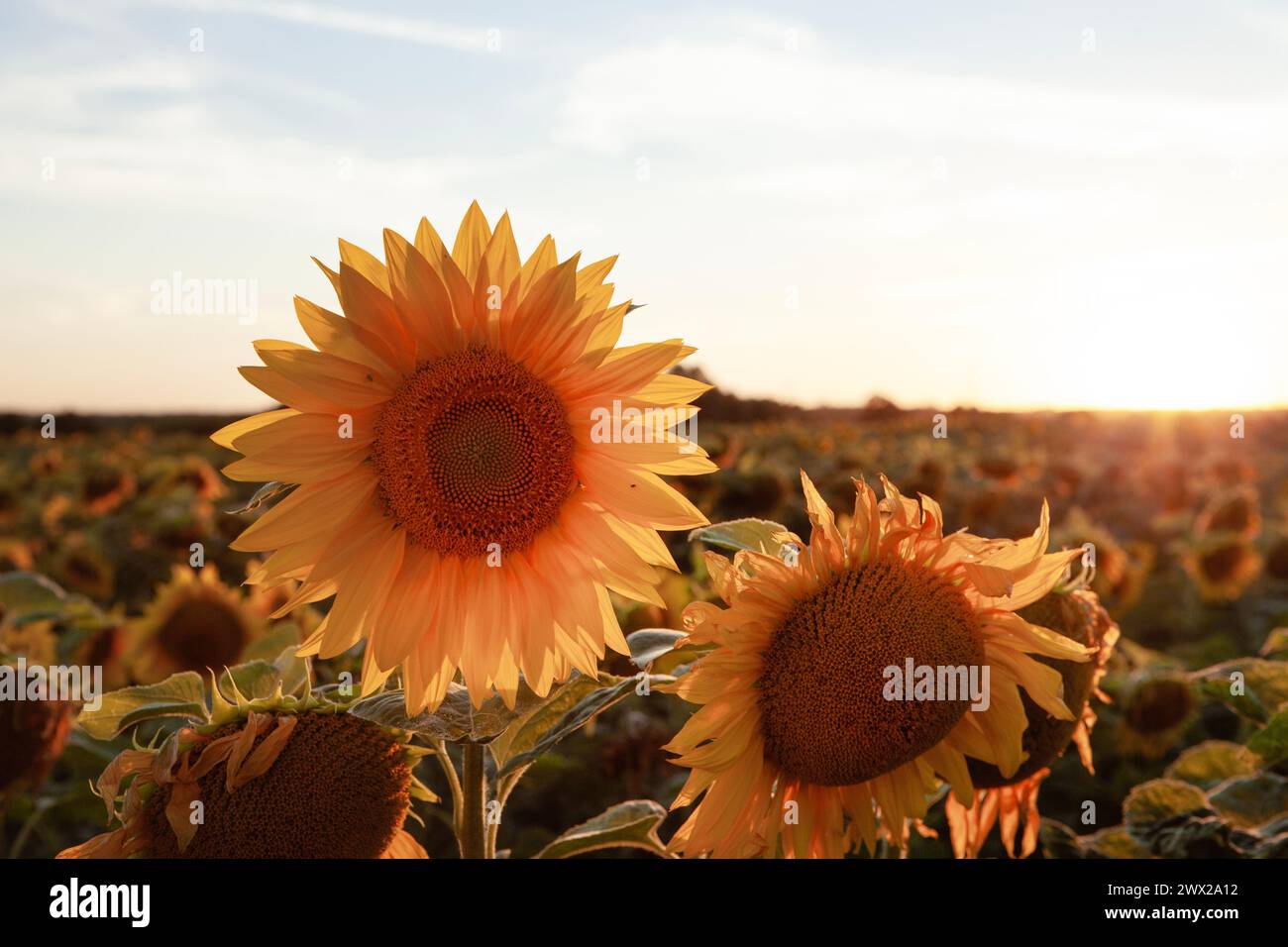 Sunlit sunflower hi-res stock photography and images - Alamy