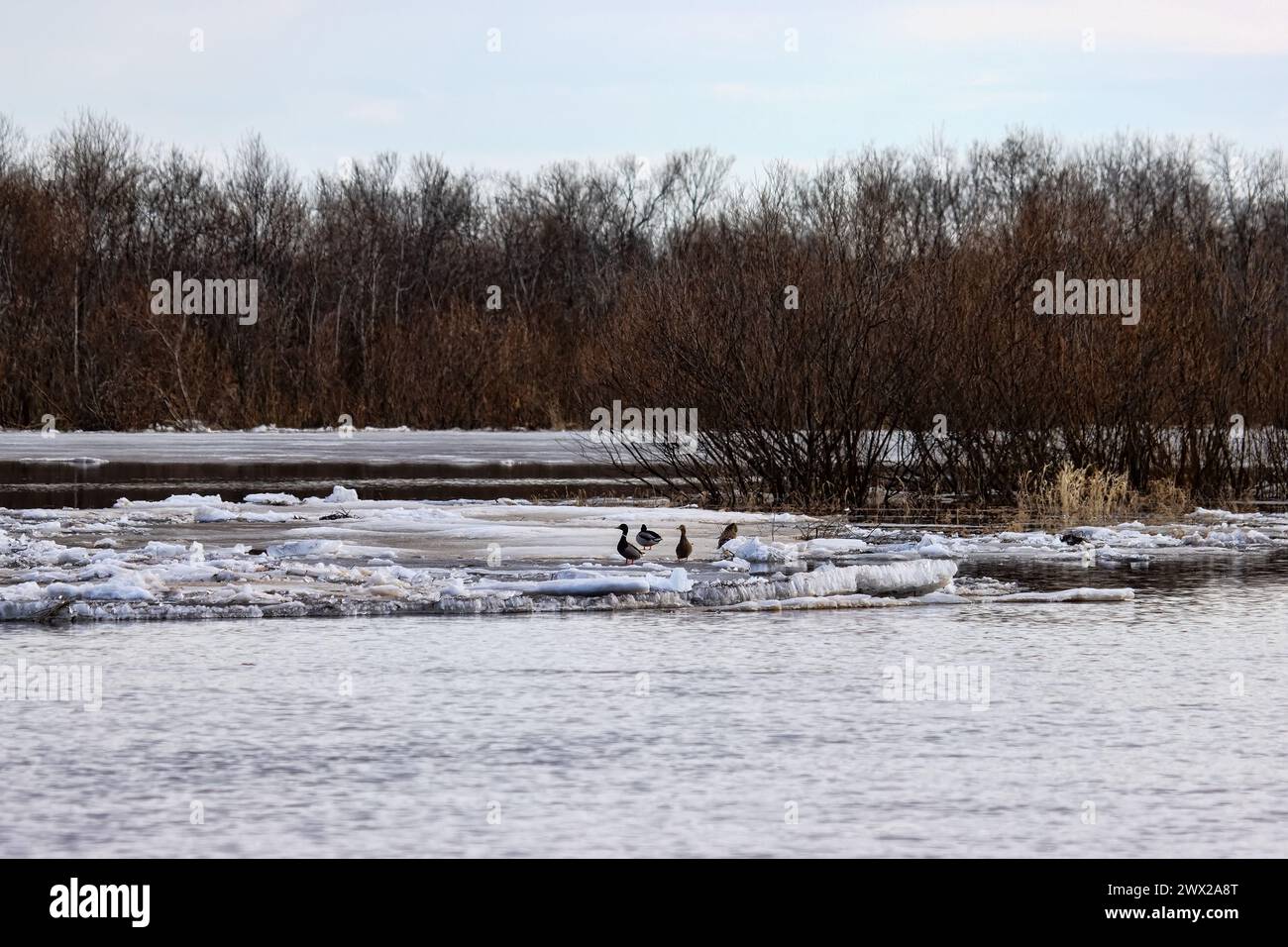 A landscape of an ice drift (ice-boom, debacle) on the northern river, flood plain forest. Rivers of the Lake Ladoga basin, Northeast Europe Stock Photo