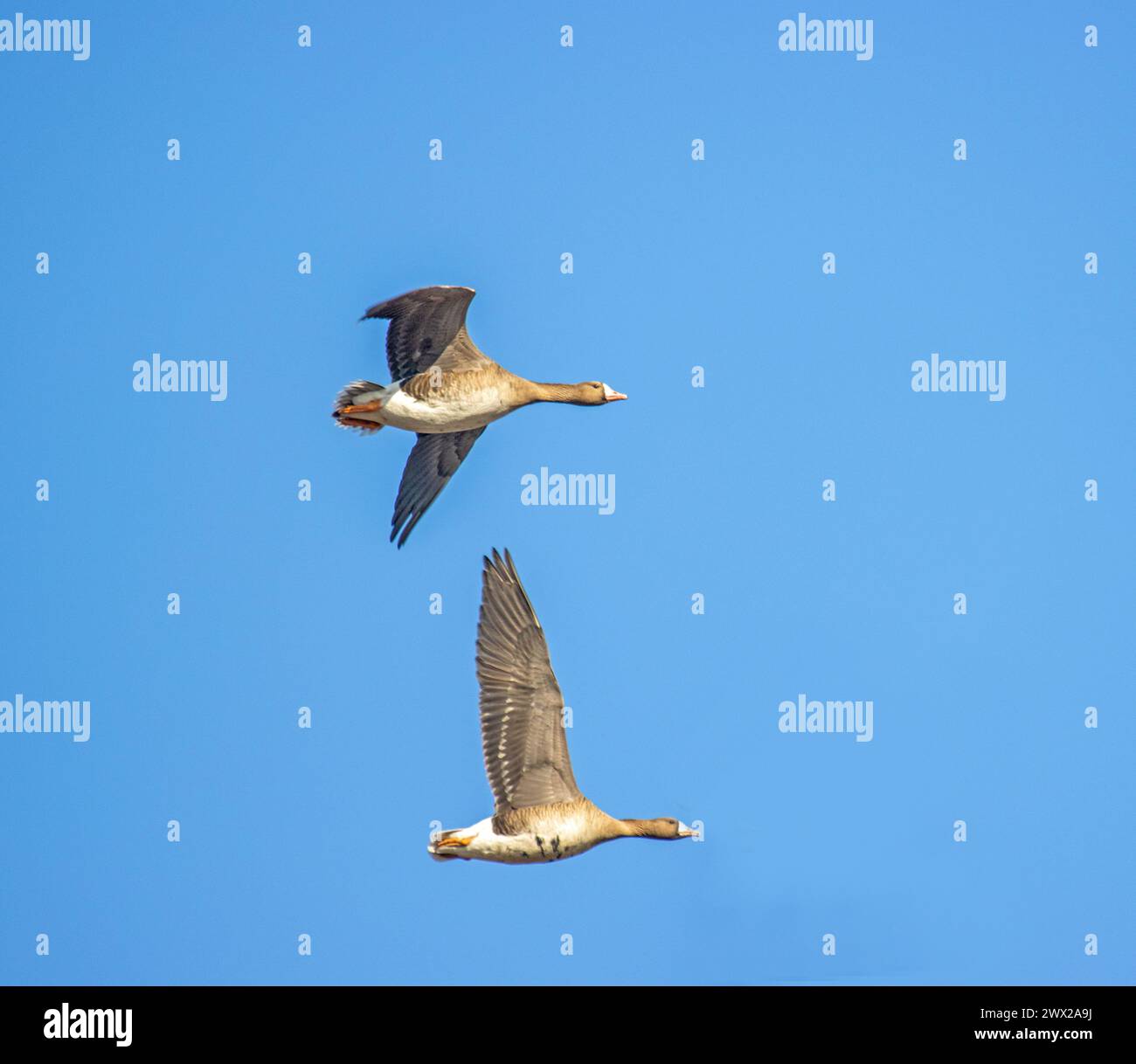 Couple of White-fronted goose (Anser albifrons), migrating geese in the sky. European migration stop-overs, Birds fly full-face, rocketing Stock Photo