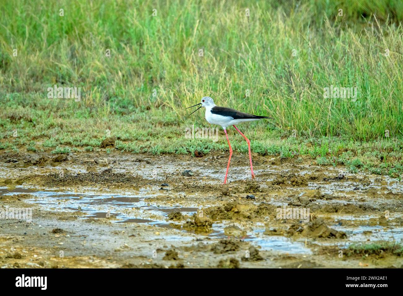 Black winged Stilt Himantopus Himantopus Alarms About Nest Mobbing black-winged-stilt-himantopus-himantopus-alarms-about-nest-mobbing