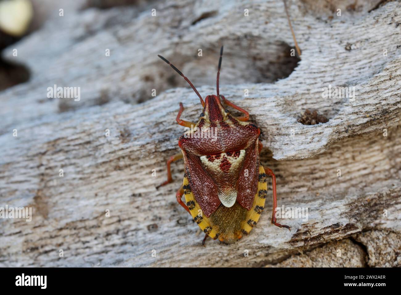 Wanze, Codophila varia, bug, Albanien, Albania Stock Photo