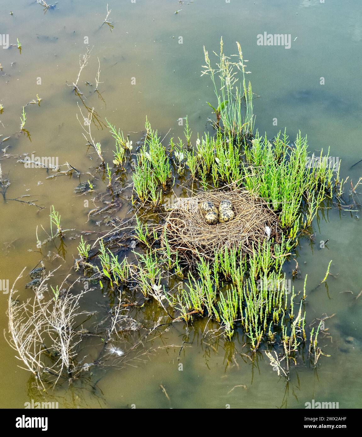 Birds of salty marshes. Helium. Black-winged stilt (Himantopus himantopus) nest between samphire (Salicornia), seapoa (Puccinellia), saltwort (Salsola Stock Photo