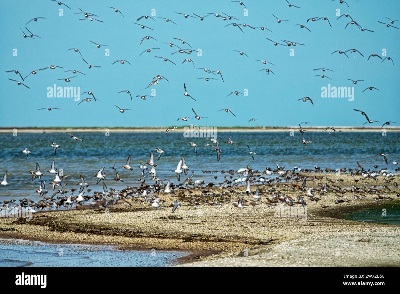 Birds rest and feed on shallows. Dunlin (Calidris alpina), curlew sandpiper (C. ferruginea), gray plover (Squatarola squatarola), slender-billed gull Stock Photo