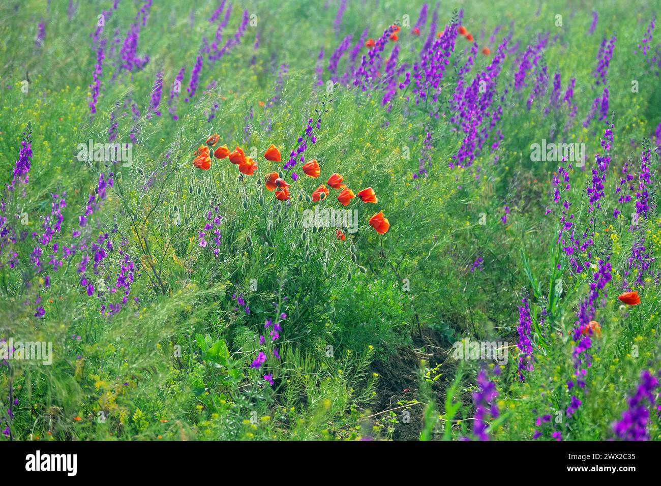 Blue wild field. Secondary steppe on the Kerch peninsula, Crimea overgrown with forking larkspur (Delphinium consolida) Stock Photo